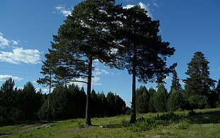 pine trees on field at daytime